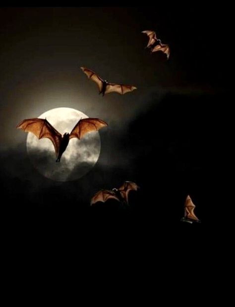 Mailbox Art, Bat Flying, Spooky Food, Bat Art, Gothic Horror, Old Paintings, Halloween Props, Halloween Bats, Dark Beauty