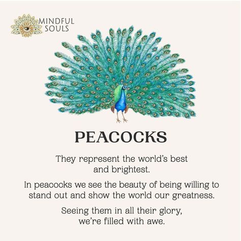 Peacock Meaning, Spirit Animal Meaning, Spiritual Shop, Animal Meanings, Positive Books, Peacock Pictures, Animal Spirit Guides, Animal Guides, African Spirituality