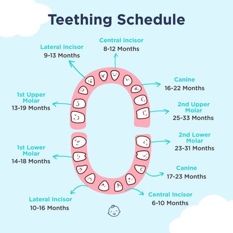 Teething Schedule: Baby Teething Chart and Timeline – Happiest Baby Baby Teething Chart, Teething Chart, Teething Signs, Baby Toothbrush, Baby Schedule, Medical Questions, Dentist Appointment, Help Baby Sleep, Baby Teething