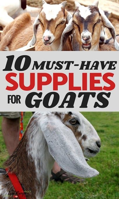 Keeping Goats, Goat Health, Totes Ma Goats, Goat Shelter, Female Goat, Happy Goat, Goat Care, Goat Kidding, Raising Goats