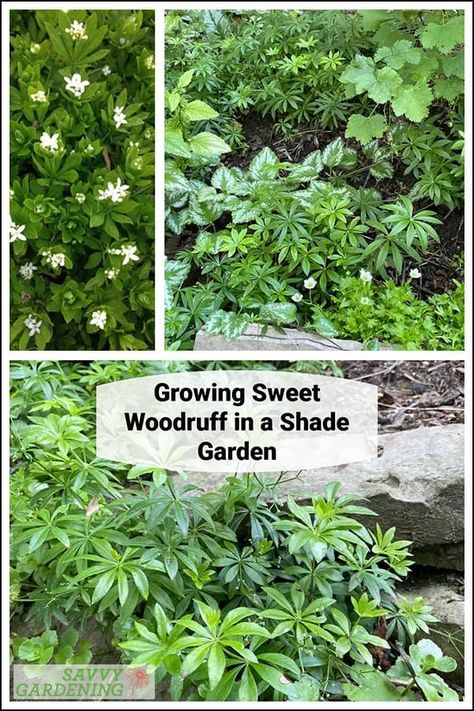 Sweet woodruff is an enchanting groundcover choice for shade gardens. Discover more about this unique shade-loving groundcover that forms a thick mat to crowd out weeds and produces tiny, fragrant, white flowers every spring. #gardening #gardeningtips Ground Cover For Shade, Perennial Garden Ideas, Kitchen Herb Garden, Sweet Woodruff, Edging Plants, Drought Tolerant Perennials, Herb Garden In Kitchen, Garden Wood, Towel Ladder