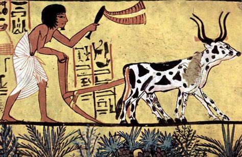 Ploughing with a yoke of horned cattle in Ancient Egypt. Painting from the burial chamber of Sennedjem, c. 1200 BC Ancient Egypt Farming, History Of Agriculture, Agricultural Revolution, Life In Ancient Egypt, Starověký Egypt, Egyptian Painting, 6th Grade Social Studies, Taiwan Food, Historia Universal