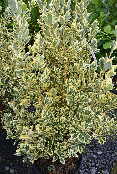 Euonymus Japonicus, Small Trees For Garden, Tree Stakes, Evergreen Hedge, Hedging Plants, Planting Plan, Photo S, Evergreen Shrubs, Small Leaf