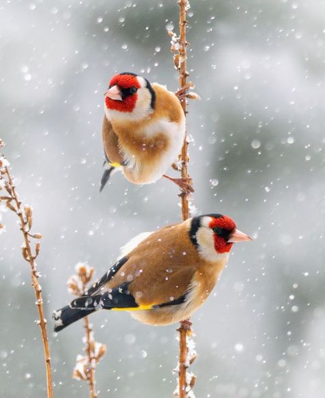 Birds In Snow, Birds In Winter, Acrylic Techniques, Heavy Snowfall, Finches Bird, Winter Birds, Christmas Cardinals, Animal References, Winter Bird