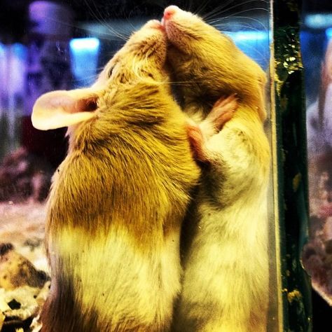 Rat hug! 🐹 Rats Hugging, Cute Rats, Cute Pins, Rats, Cute Animals, Animals