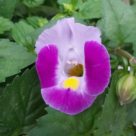 Torenia CATALINA® Pink - Order Wishbone Flower Online Wishbone Flower, Container Design, Water Wise, Dragon Wings, White Butterfly, Plant Food, Potting Soil, Types Of Plants, Shade Garden