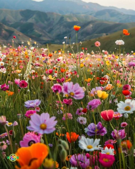 Flower Field Aesthetic, World Famous Paintings, Prairie Flower, Sunflowers And Daisies, Backyard Flowers, Field Of Flowers, Big Flowers, Flower Farm, Beautiful Fantasy Art