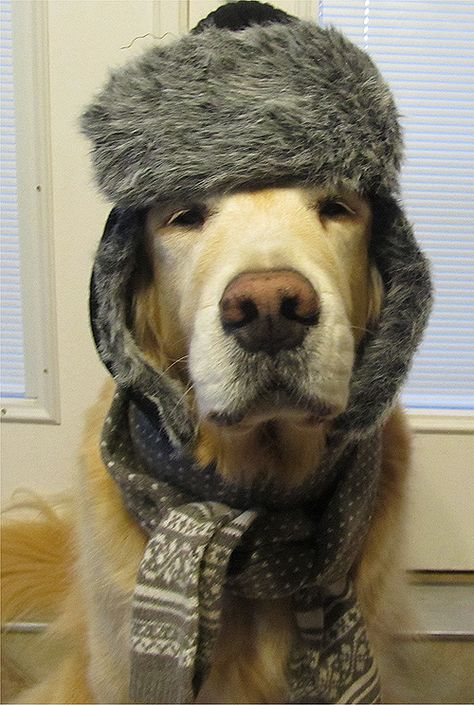 Should do this to my boy :) All wrapped up for the Winter! Sweet Animals, Mans Best Friend, Dog Life, I Love Dogs, Beautiful Creatures, Dog Love, Puppy Love, A Dog, Animal Pictures