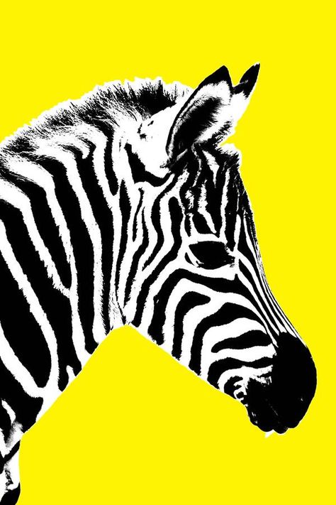 Glowing Zebra, Canvas Art By Palm Valley | notonthehighstreet.com Zebra Drawing, Zebra Face, Zebra Canvas, Pot Art, Art Animals, Canvas Ideas, French Provincial, Paint Party, Logo Ideas