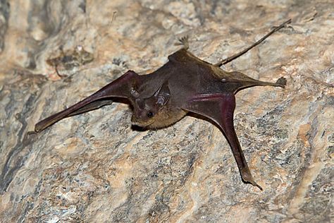 Mouse-tailed Bat Bat Tail, Bat Character, Bat Species, Amazing Animals, Crows, Pet Birds, Mammals, Bat, Birds