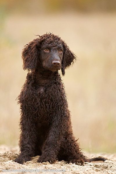 Bog Aesthetic, Shark Eyes, Long Loose Curls, Irish Water Spaniel, American Water Spaniel, Duck Dog, Water Spaniel, Akc Breeds, All Breeds Of Dogs