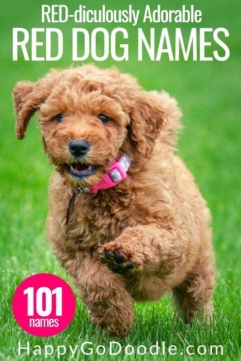 Red dog names?  We've rolled out the red carpet for you and your little red-haired puppy! Here's your colossal list of 101 adorable red dog names to inspire you in your search for the perfect name for your dog. You're sure to find a name for your red-haired puppy that's just as "red-iculously" cute as your new pup. Happy naming! #reddog #redpuppy #reddognames #names #puppynames #happygodoodle #redgoldendoodle Red Goldendoodle Puppy, Red Dog Names, Red Hair Dog, Boy Puppy Names, Puppies Names Female, Red Labradoodle, Goldendoodle Names, Red Goldendoodle, Boy Dog Names