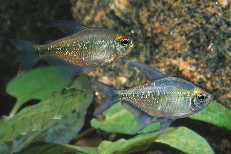 Diamond Tetra (Moenkhausia pittieri) Diamond Tetra, Aquascape Ideas, Freshwater Aquarium Fish, Aquatic Life, Underwater Life, Acetic Acid, Vivarium, Human Male, Phish