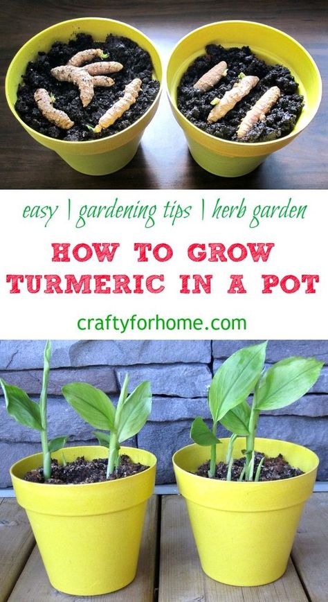 Grow Turmeric, At Home Garden, Gemüseanbau In Kübeln, Gardening Tips For Beginners, Easy Gardening, Fresh Turmeric, Home Vegetable Garden, Container Gardening Vegetables, Fruit Garden