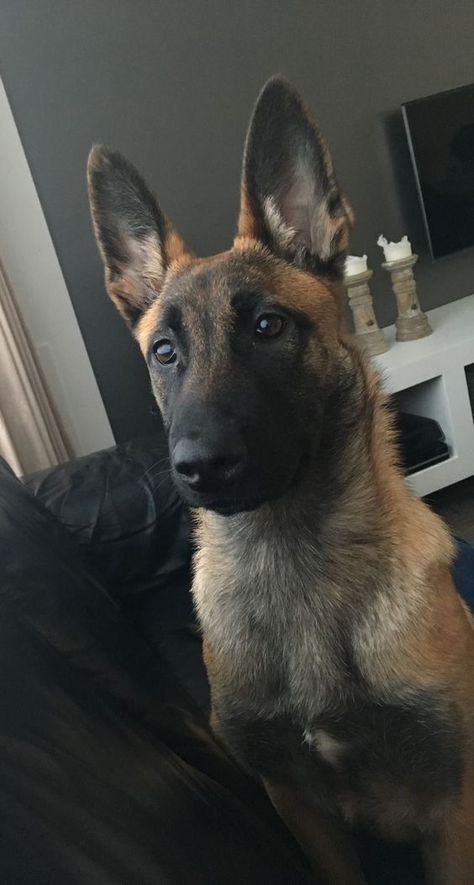 Belgian Malinois Aesthetic, Haski Dog, Malinois Shepherd, Dog Hugs, Belgian Malinois Puppies, Belgium Malinois, Malinois Puppies, Dogs Hugging, Belgian Malinois Dog