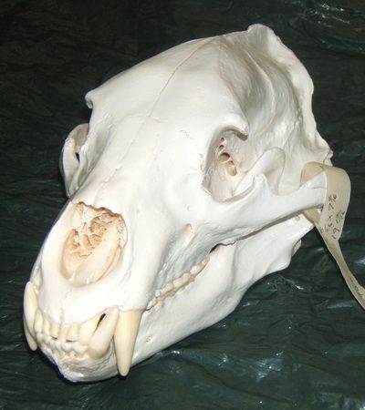 lg. black bear skull Bear Skull Reference, Oddities Cabinet, Bone Collecting, Skeleton Reference, Mushroom Skull, Animal Poses, Bear Skull, Skull Reference, Trail Cameras