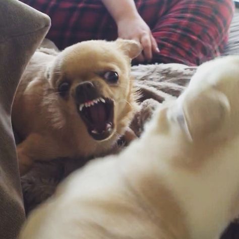 Chihuahua Cursed Image, Dog Meme Face Chihuahua, Agressive Chiwawa, Angry Chiuhauha, Mad Chihuahua, Angry Chihuahua, Angry Pictures, Tinola, Rat Dog