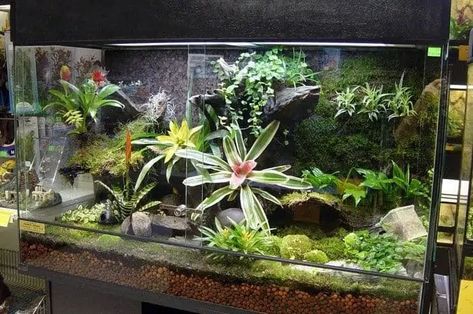 30+ DIY Fish Tank Projects to Transform Your Room Into A Tropical Paradise Swamp Terrarium, Fish Tank Garden, Tropical Terrariums, Build A Terrarium, Large Terrarium, Open Terrariums, Fish Tank Terrarium, Diy Succulent Terrarium, Diy Fish Tank