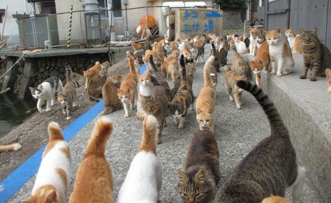 Caretaker of Japan’s Cat Island Is Overwhelmed With Donations After a Plea for Cat Food Cat Island Japan, Benadryl For Cats, Japan Cat, Cat Island, Ehime, Owning A Cat, Remote Island, Cat Fashion, Feral Cats