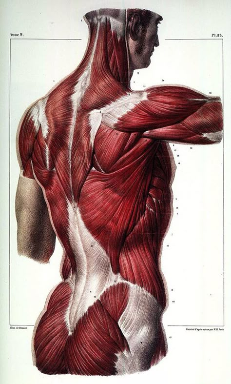 Anatomy stuff :) Body Muscle Anatomy, Human Anatomy Reference, Anatomy Images, Human Back, Anatomy Tutorial, Human Body Anatomy, Human Anatomy Drawing, Art Anatomy, Muscle Anatomy