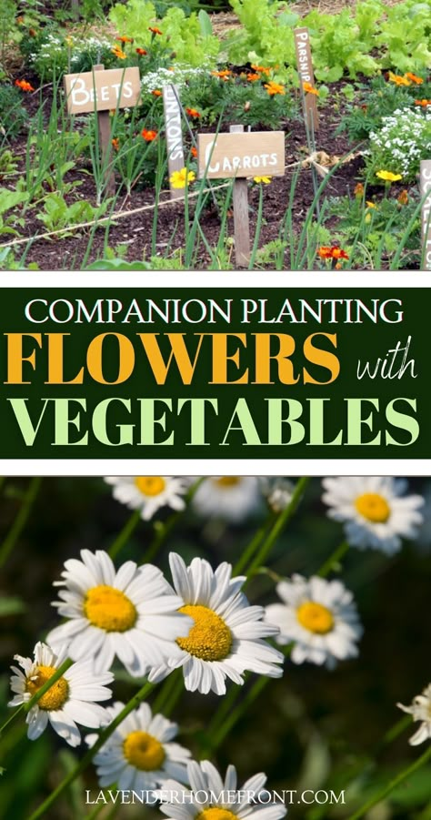 Garden ideas planting flowers with your vegetable garden. Potager Vegetable Garden, Vegetables In Flower Beds, What To Plant In Vegetable Garden, Companion Planting Australia, Herb Garden Boxes Outdoor, Mixing Flowers And Vegetables, Midwest Vegetable Garden, What To Plant In Garden Boxes, Companion Planting Flowers Vegetables