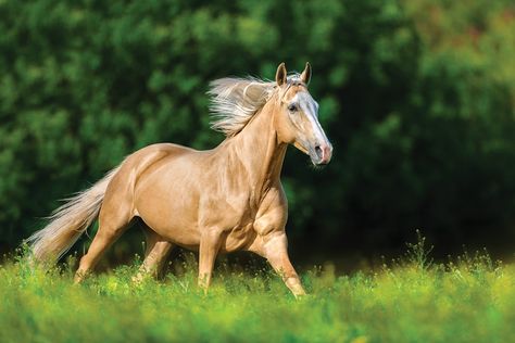 Horse of a Golden Color: The Palomino Horse - Horse Illustrated Horses Palomino, Palomino Horses, Haflinger Horse, Horse Breeder, American Paint Horse, Golden Horse, Palomino Horse, American Saddlebred, American Paint