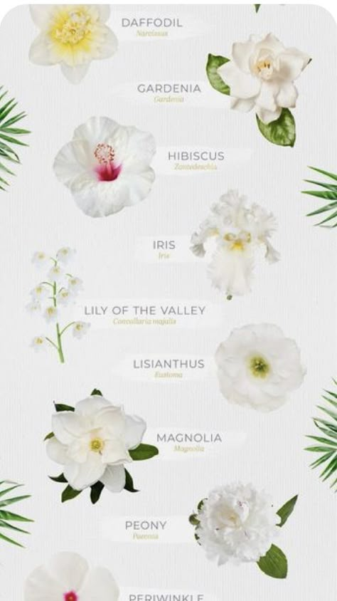 White Flowers Types, Flower List, Images Hello Kitty, Flower Identification, Money Flowers, List Of Flowers, Tiffany Wedding, Flower Meanings, Fantasy Wedding