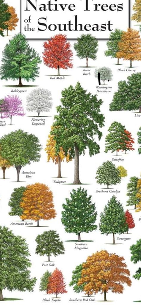 Tennessee Trees, Tree Identification, Southern Magnolia, Red Maple, Colorful Trees, Black Cherry, Red Oak, Garden Planning, Magnolia