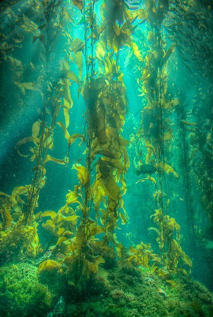 Ocean Plants, Visuell Identitet, Underwater Plants, Kelp Forest, Sea Plants, Underwater Photography, Weird World, Underwater World, Ocean Life