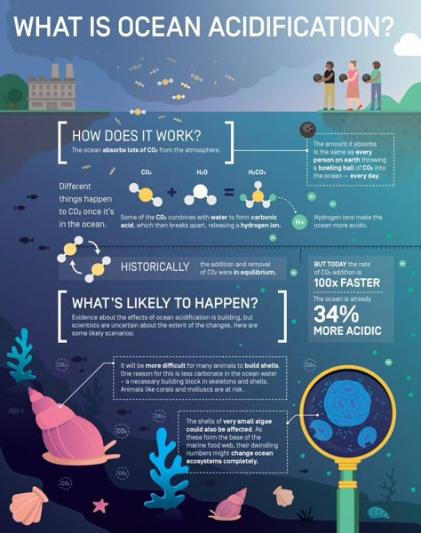 What is Ocean Acidification? Infographic by Elzemiek Zinkstok | Lushomo for the Save Our Seas Foundation What Is Climate, Science Infographics, Ocean Acidification, Scientific Poster, Infographic Inspiration, Save Our Oceans, Infographic Poster, Environmental Education, Oceanography