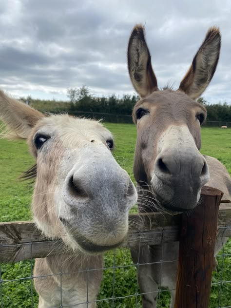 Cute Donkeys, Baby Donkeys, Donkeys Aesthetic, Donkeys, Donkey Photography, Farm Donkey, Donkey Pics, Pet Donkey, Baby Donkey