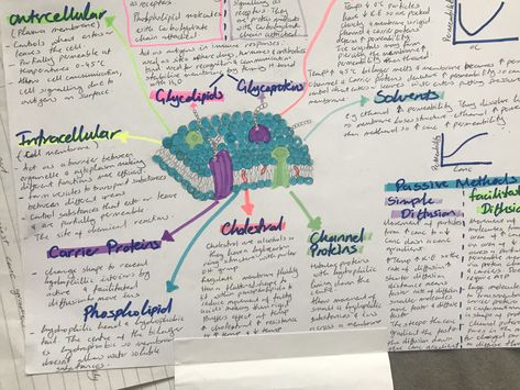 Plasma membranes mind map Plasma Membrane Notes, Study Planning, Study Science, A Level Biology, Plasma Membrane, Biology Notes, School Study, Study Plan, School Study Tips