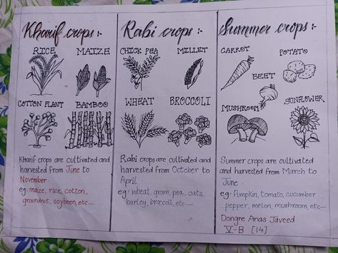 How to make a chart about kharif season Rabi season and summer crop Crop Production And Management Notes, Rabi And Kharif Crops, Crop Production And Management, Aesthetic Science, Crop Science, Summer Crops, Frozen Cupcake, Hello Craft, Science Chart