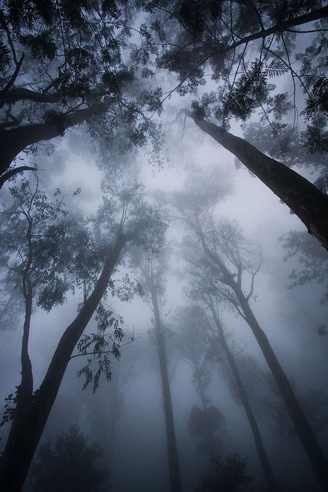 Miniature Zen Garden, Nandi Hills, Dark Naturalism, Morning Fog, Dark Nature, Mystical Forest, Mysterious Places, Misty Forest, Ocean Wallpaper