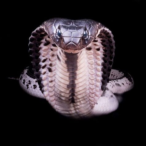 Naja siamensis / Indochinese spitting cobra Cobra Photography, King Cobra Snake, Cobra Tattoo, Colorful Snakes, Pretty Snakes, Snake Wallpaper, Cobra Snake, Reptile Snakes, Snake Art