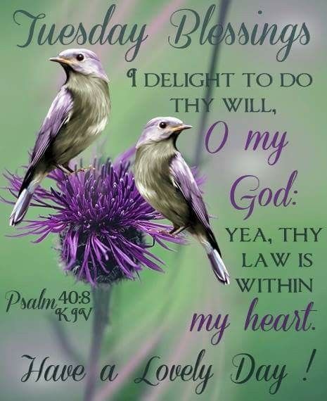 Tuesday Quotes Good Morning, Tuesday Blessings, Psalm 40, Flowers Images, Tuesday Quotes, Psalm 121, Beautiful Flowers Images, Daily Blessings, Good Morning God Quotes