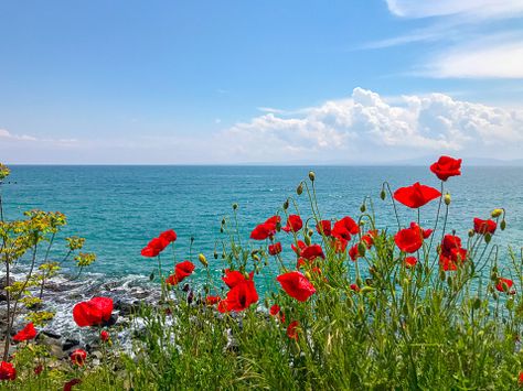 Aesthetic Garden, Front Yards, Easy Landscaping, Garden Aesthetic, 수채화 그림, Acrylic Painting Techniques, Poppy Field, Landscaping Tips, Ideas Garden