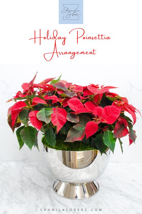 This poinsettia DIY Christmas arrangement makes a beautiful addition to your Christmas decor. It’s quick and easy to make in less than 15 minutes! Christmas Arrangements Diy, Poinsettia Plant, Party Tablescapes, Champagne Buckets, Christmas Arrangements, Floral Foam, Small Containers, Holiday Drinks, Holidays With Kids