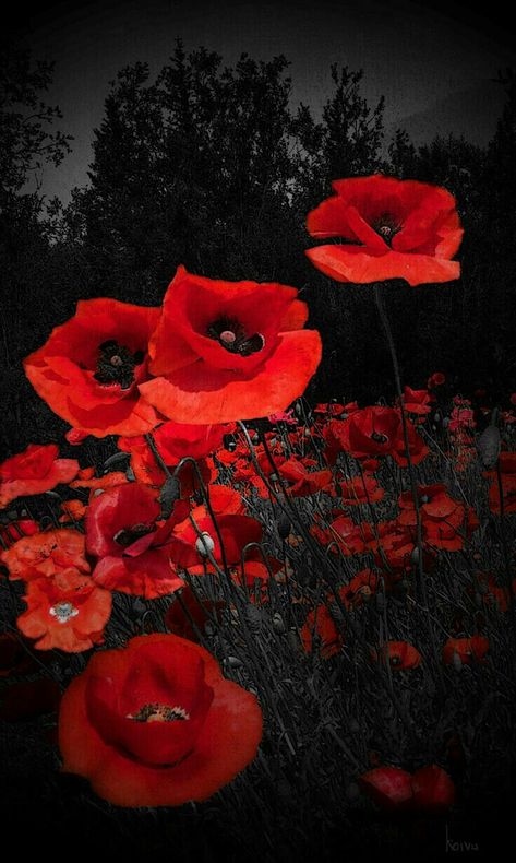 Poppy Photo, Poppy Art, Plant Photography, Trendy Flowers, Poppy Flower, Flowers Nature, Red Poppies, Love Flowers, Flower Wallpaper