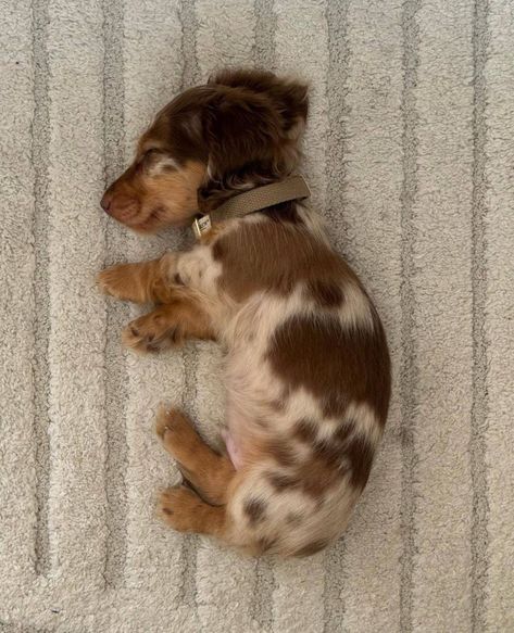 Daschund Puppies, Cute Dogs Images, Very Cute Puppies, Pink Fall, Dream Pet, Cute Doggies, Cute Animals Puppies, Very Cute Dogs, Sausage Dogs