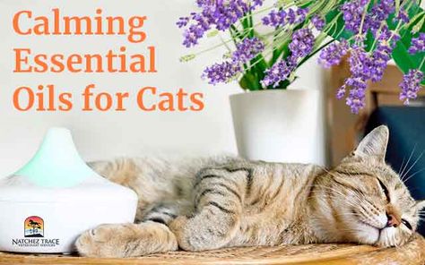 Calming Essential Oils for Cats: Exploring the Soothing Effects of Lavender - Marc Smith DVM Essential Oils To Calm Cats, Essential Oils And Cats, Cat Friendly Essential Oils, Cat Calming Essential Oils, Diy Cat Calming Spray, Essential Oils Cats Don’t Like, Cat Safe Essential Oils To Diffuse, Cat Calming Remedies, Spa Essential Oil Blend Diffuser Recipes