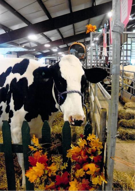 Cows In The Fall, Cattle Showing, Fall In Connecticut, Cow Images, Farm Livestock, Milk Cows, Harvest Festivals, Cow Cute, Autumn Farmhouse