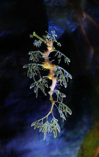 Absolutely beautiful sea horse Ocean Reference, Leafy Sea Dragon, Sea Dragons, Creature Marine, Fauna Marina, Sea Horses, Water Creatures, Beautiful Sea Creatures, Water Animals