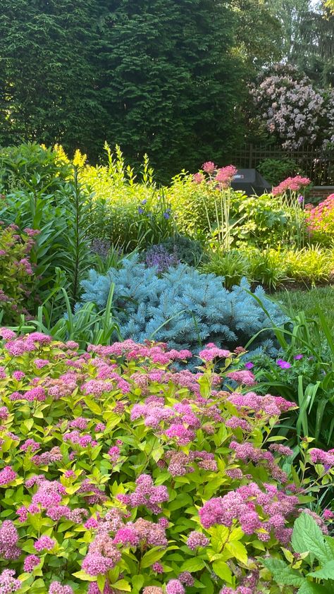 Wendy’s Garden in Wayne, Pennsylvania - FineGardening Hydrangea Paniculata Limelight, Japanese Beetles, Perennial Border, Hydrangea Paniculata, Fine Gardening, Vibrant Flowers, Garden Photos, Perennial Garden, Vibrant Flower