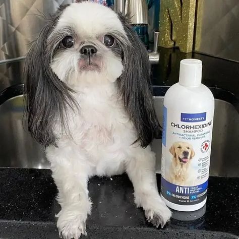 8 Best Dog Shampoo For Odor (July 2022: Reviews) - The Goody Pet Best Dog Shampoo For Odor, Best Dog Shampoo, Natural Dog Shampoo, Oatmeal Dog Shampoo, Isle Of Dogs, Dog Smells, Dog Odor, Pet Shampoo, Yorkie Dogs