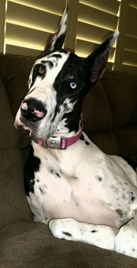 Harlequin Great Dane Puppy, Black Great Dane, Merle Great Danes, Great Dane Rescue, Harlequin Great Danes, Big Dog Breeds, Great Dane Puppy, Dane Dog, Cute Dog Photos