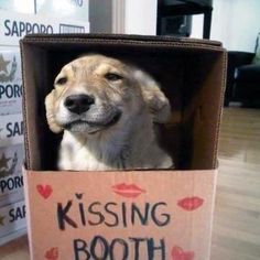 Funny Dog Costume Ideas on Pinterest | Unique Halloween Costumes ... Cute Dog Costumes, Dog Costumes Funny, Puppy Costume, Dog Waiting, Diy Dog Costumes, Pet Halloween Costumes, Kissing Booth, Dog Halloween Costumes, Dog Costumes