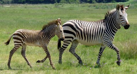 Hartmann'S Zebra Mountain - Free photo on Pixabay Zebra Makeup, Zebra Costume, Mountain Zebra, Zebra Illustration, Zebra Nursery, Zebra Decor, Statues For Sale, Baby Zebra, Zebras Animal