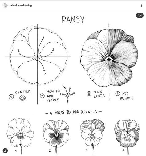 Drawing Flower Petals, Pansy Flower Illustration, Pansy Coloring Pages, 5 Petal Flower Drawing, Pansy Drawings, How To Draw A Pansy, How To Draw Flower Petals, Pansy Flower Drawing, Small Pansy Tattoo