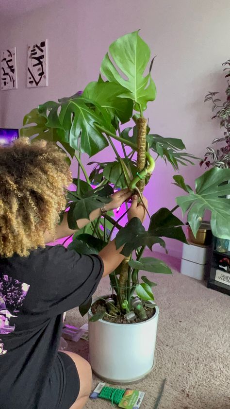 Black girl with blonde curls staking up large leaf monstera deliciosa on moss pole Monstera Support, Moss Pole, Inside Plants, Growth Tips, Monstera Deliciosa, House Plants Indoor, Plant Mom, Remodeling Ideas, Large Plants